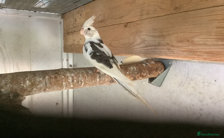 Cockatiels birds - Advert 8