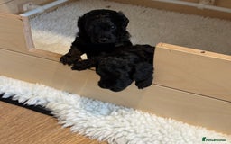 Cavapoo dogs for sale: LAST Black (tan paws/muzzle) F1 Cavapoo Dog Puppy - Image 10
