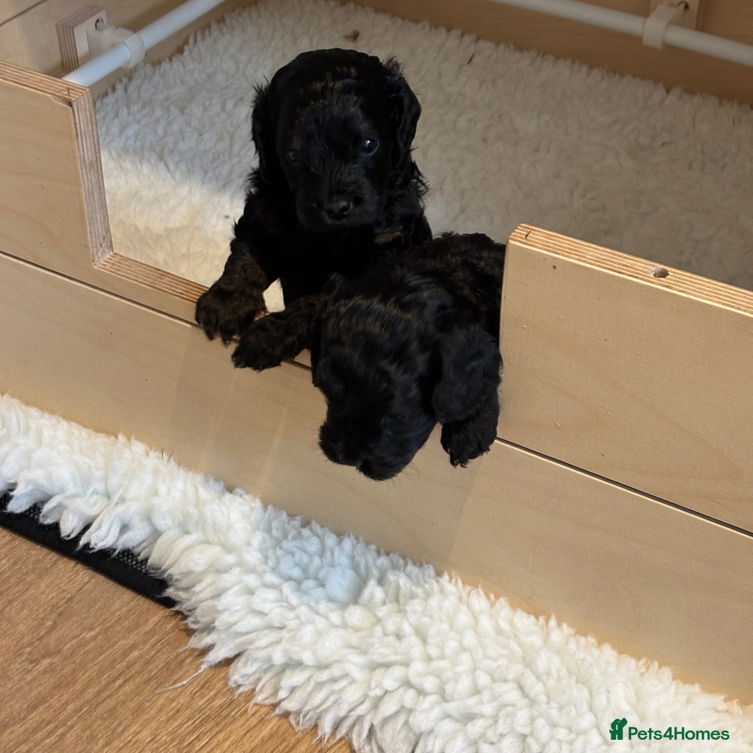 Cavapoo dogs for sale: LAST Black (tan paws/muzzle) F1 Cavapoo Dog Puppy - Image 10