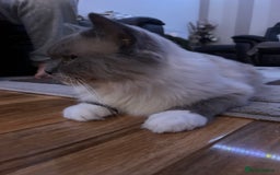 Ragdoll cats for sale: Beautiful pure ragdoll kittens  - Image 10