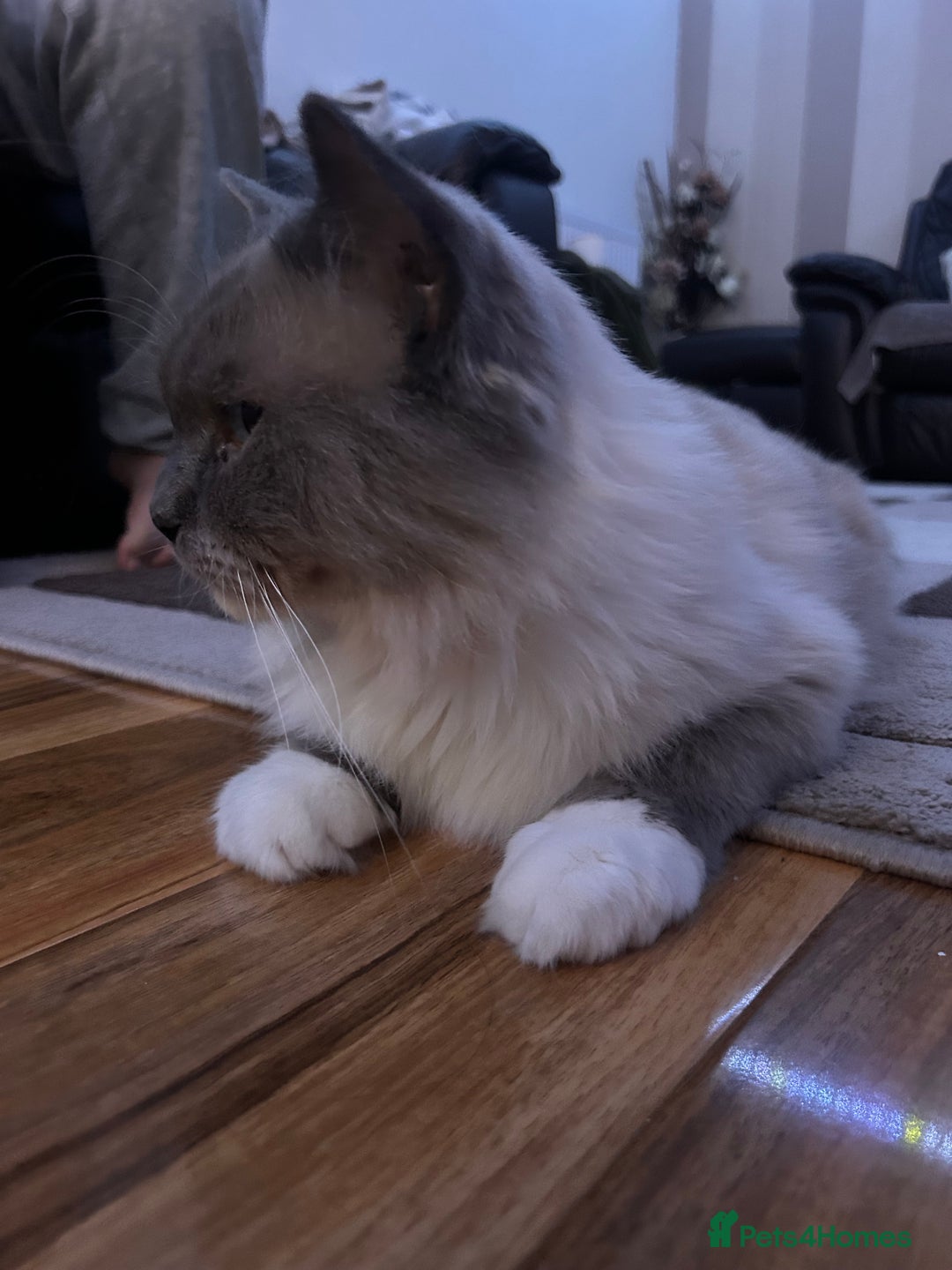 Ragdoll cats for sale: Beautiful pure ragdoll kittens  - Image 10