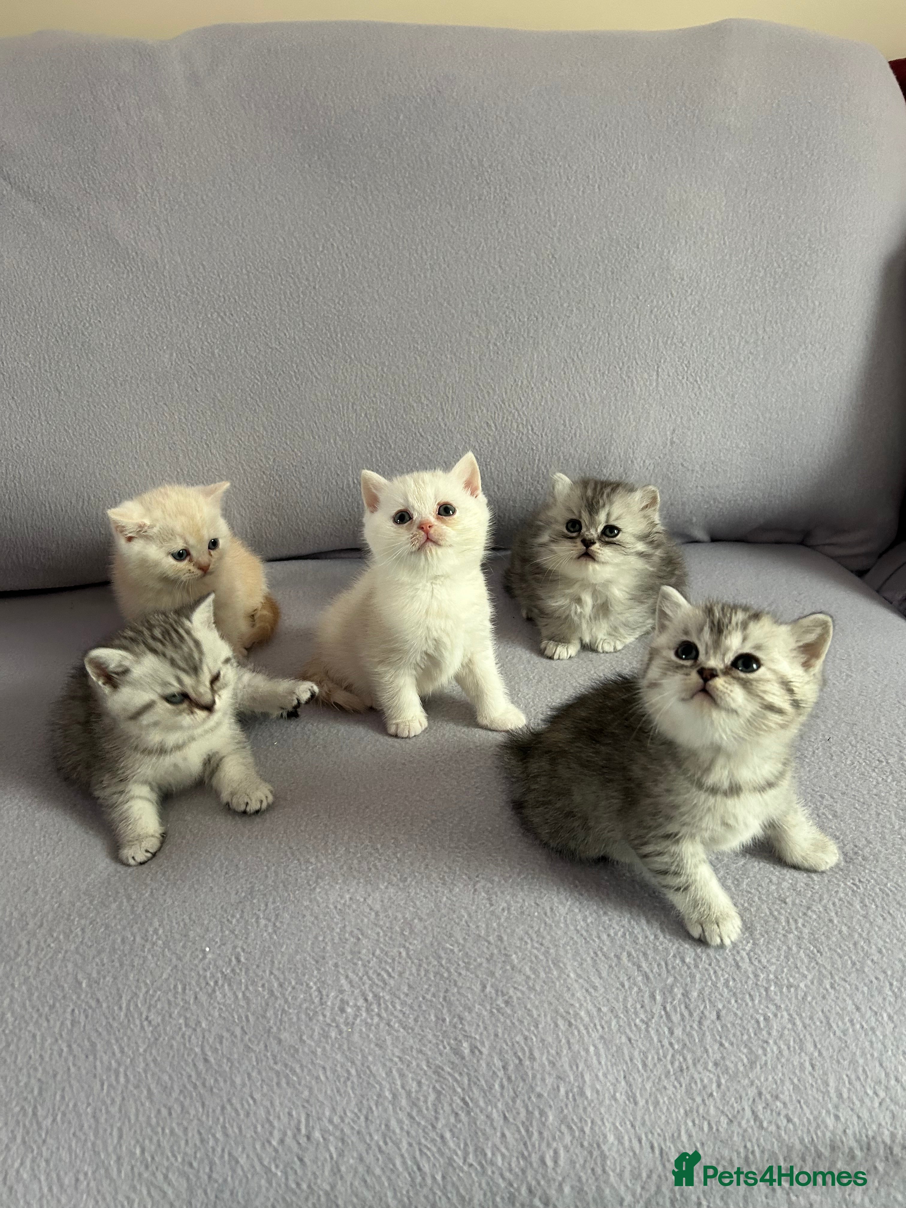 British Shorthair cats Stunning British Shorthair kittens - Advert 13