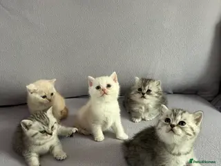 British Shorthair cats Stunning British Shorthair kittens - Advert 1
