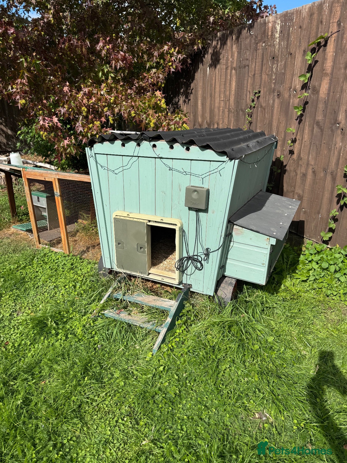 Chickens poultry 🐔 COMPLETE CHICKEN FLOCK & SETUP FOR SALE 🐔 - Advert 1
