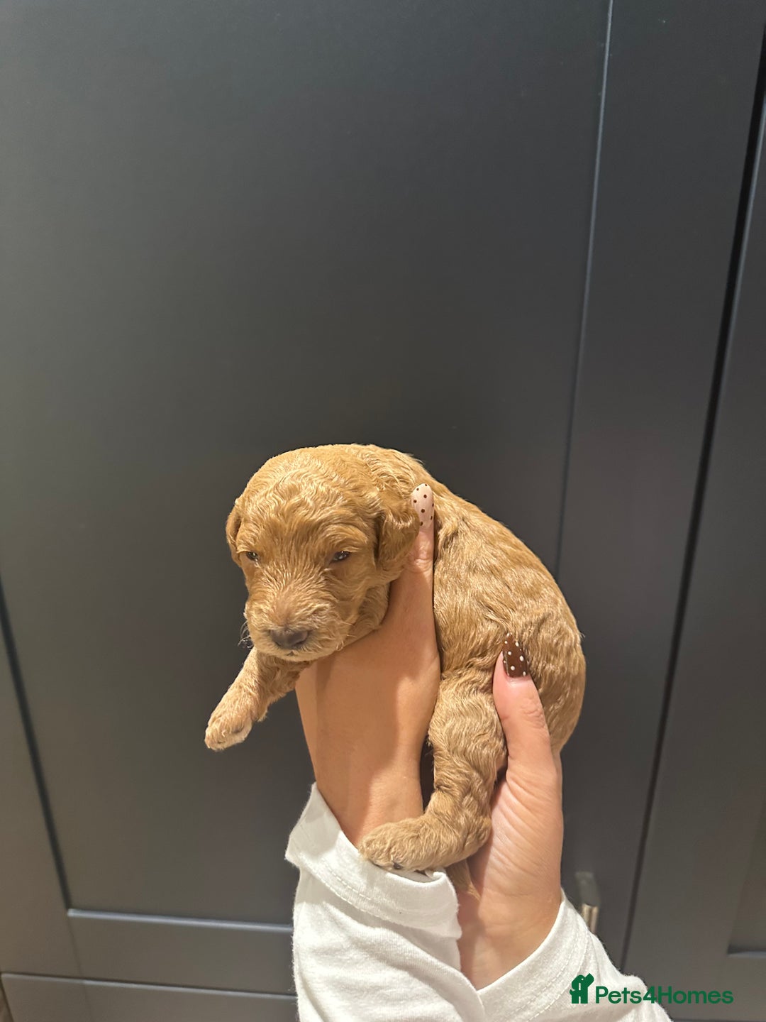 Miniature Poodle dogs for sale: Red Miniature Poodles  - Image 8