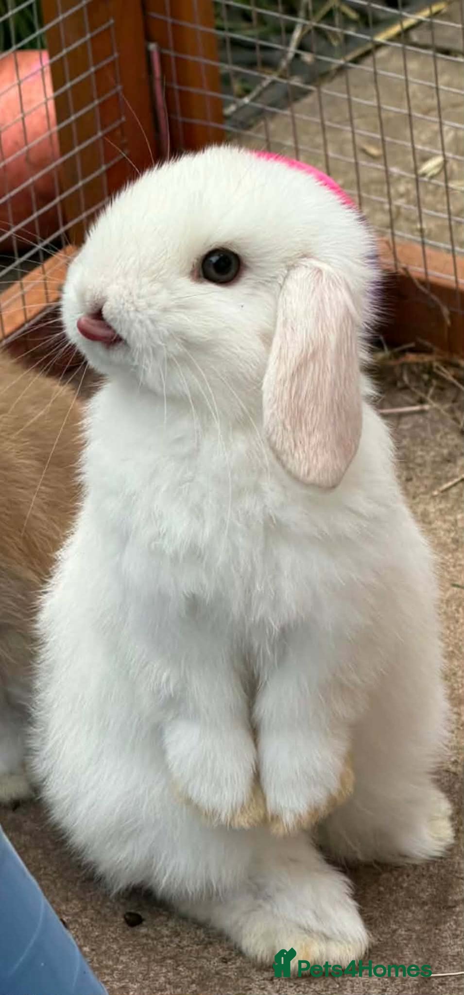 Mini Lop rabbits Beautiful Mini Lops 6 weeks Ready to Reserve Now - Advert 1