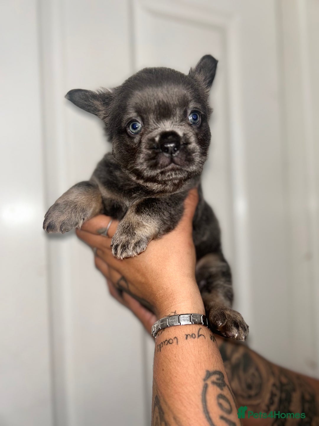 French Bulldog dogs for sale: Full Fluffy KC French bulldog Pupps 2 boys 1 girl  - Image 15