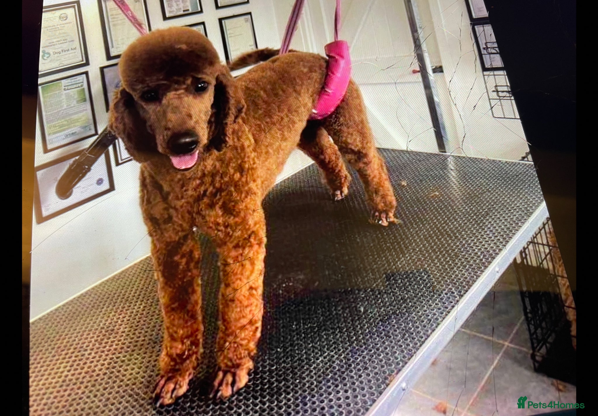 Cockapoo dogs COCKERPOO PUPS FROM 5 STAR LICENSED HOME BREEDER - Advert 2