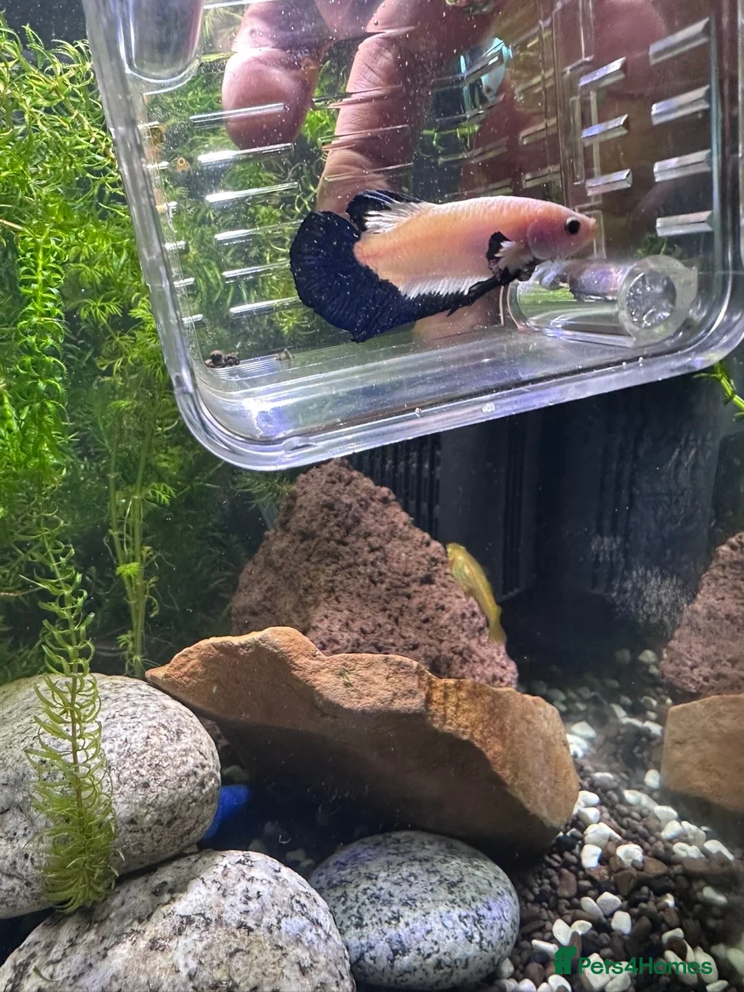 Bettas fish for sale: Blue Rimmed Betta in Rochdale - Advert 2
