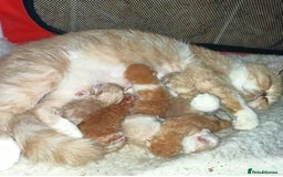 Mixed Breed cats for sale: BEAUTIFUL KITTENS  - Image 6