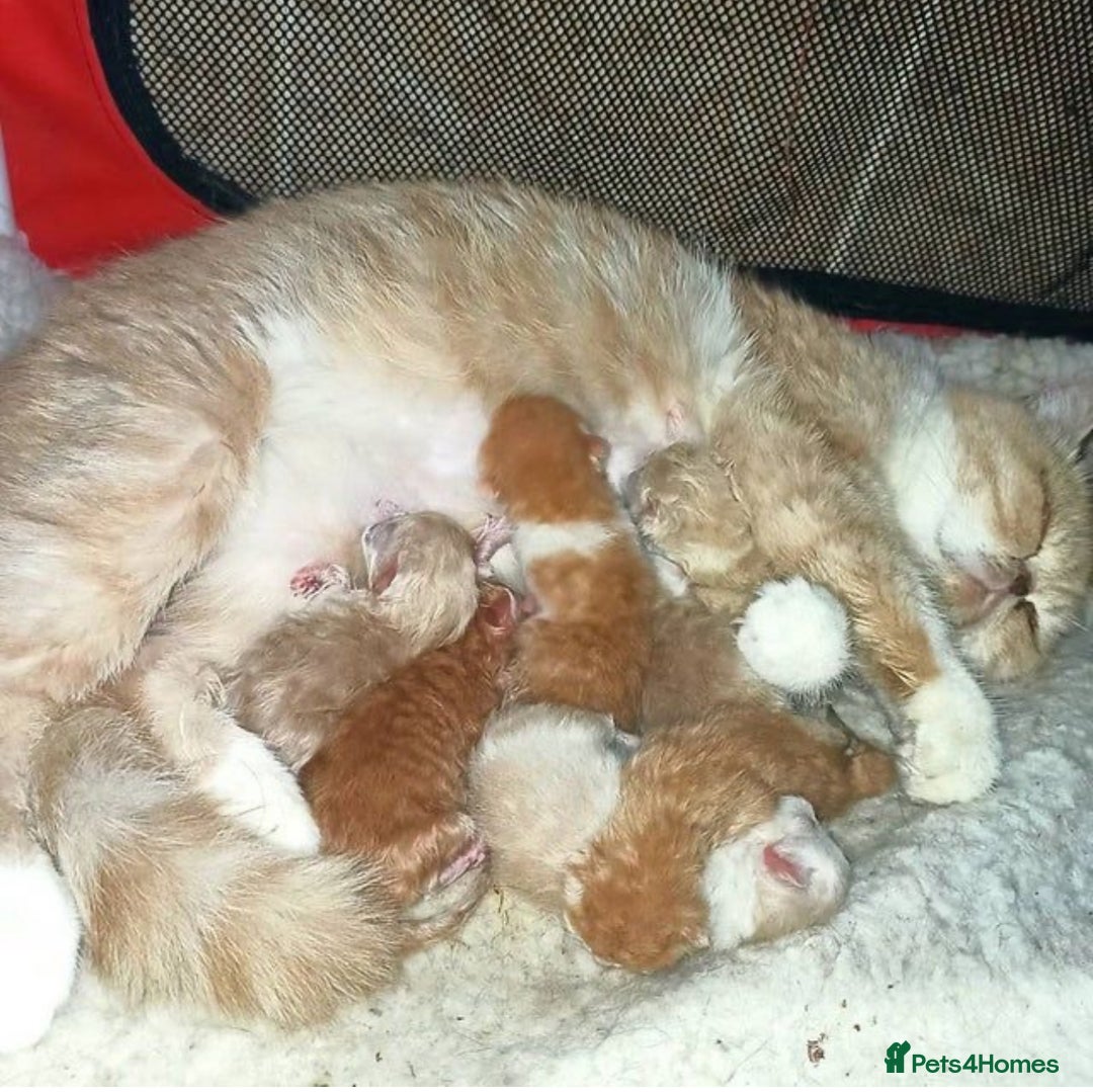 Mixed Breed cats for sale: BEAUTIFUL KITTENS  - Image 6