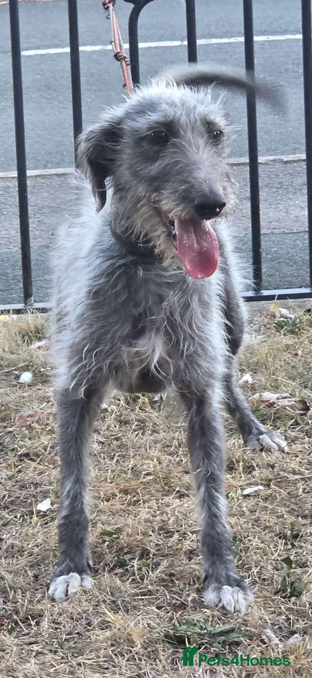 Mixed Breed dogs for sale: Bedlington Whippet x Belgian Malinois  - Advert 2