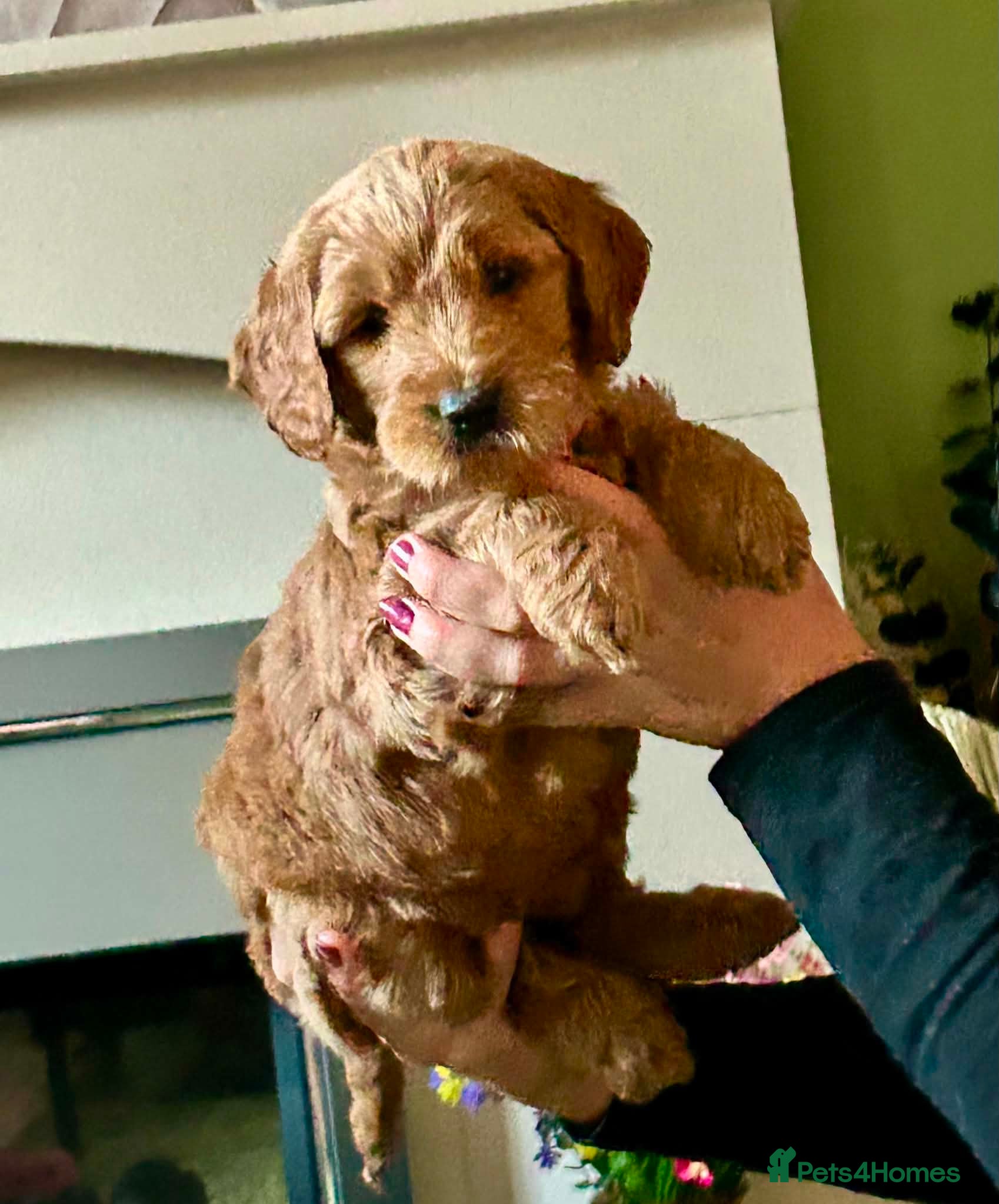 Double Doodle dogs Goldendoodle / Australian Double Doodle  - Advert 2