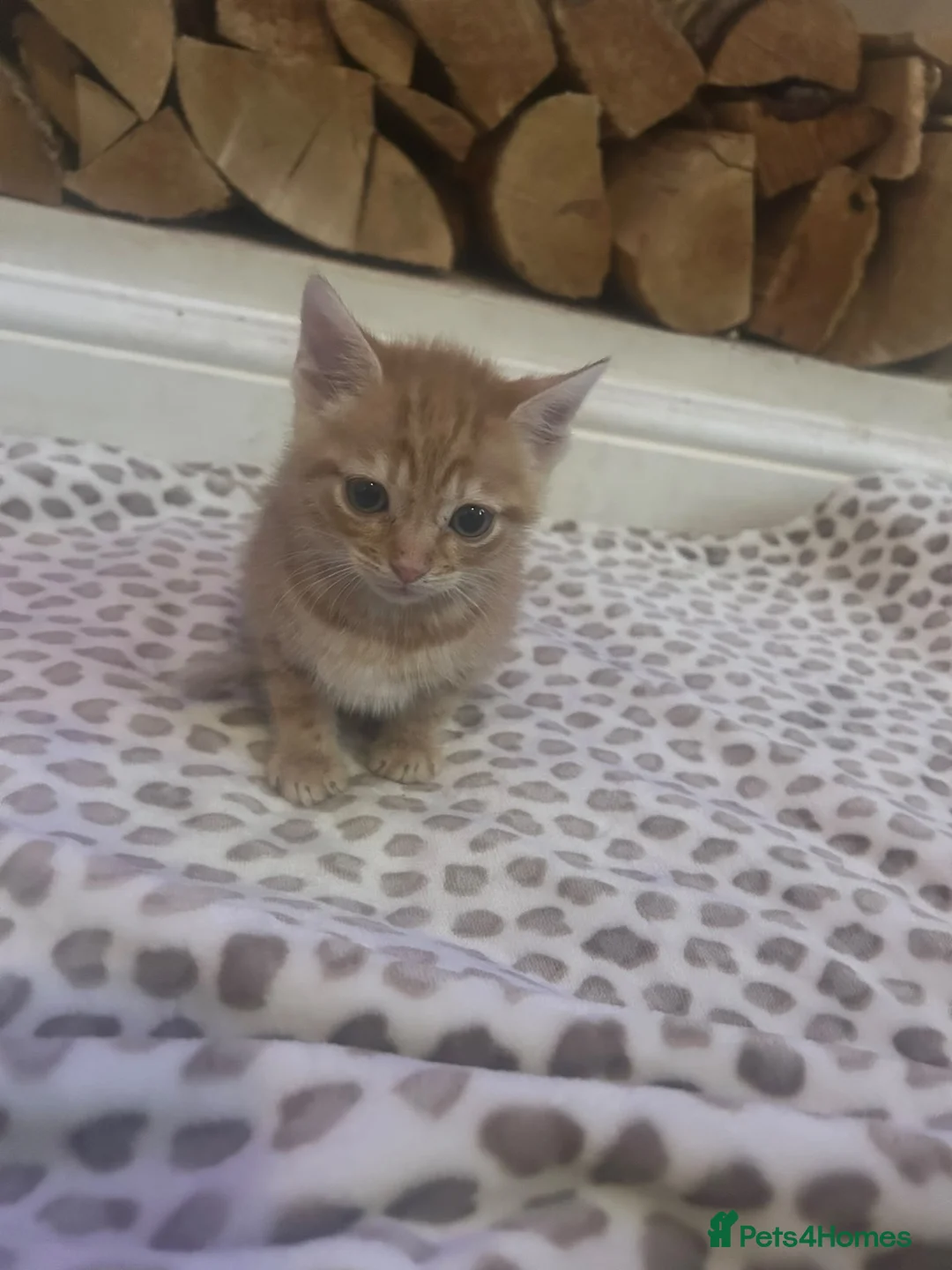 Mixed Breed cats for sale: Ginger little boy kittens 💕 - Advert 2