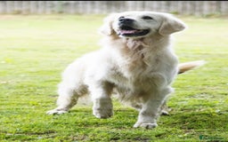 Golden Retriever dogs for sale: Newmiller Retrievers Litter Announcement - Image 4