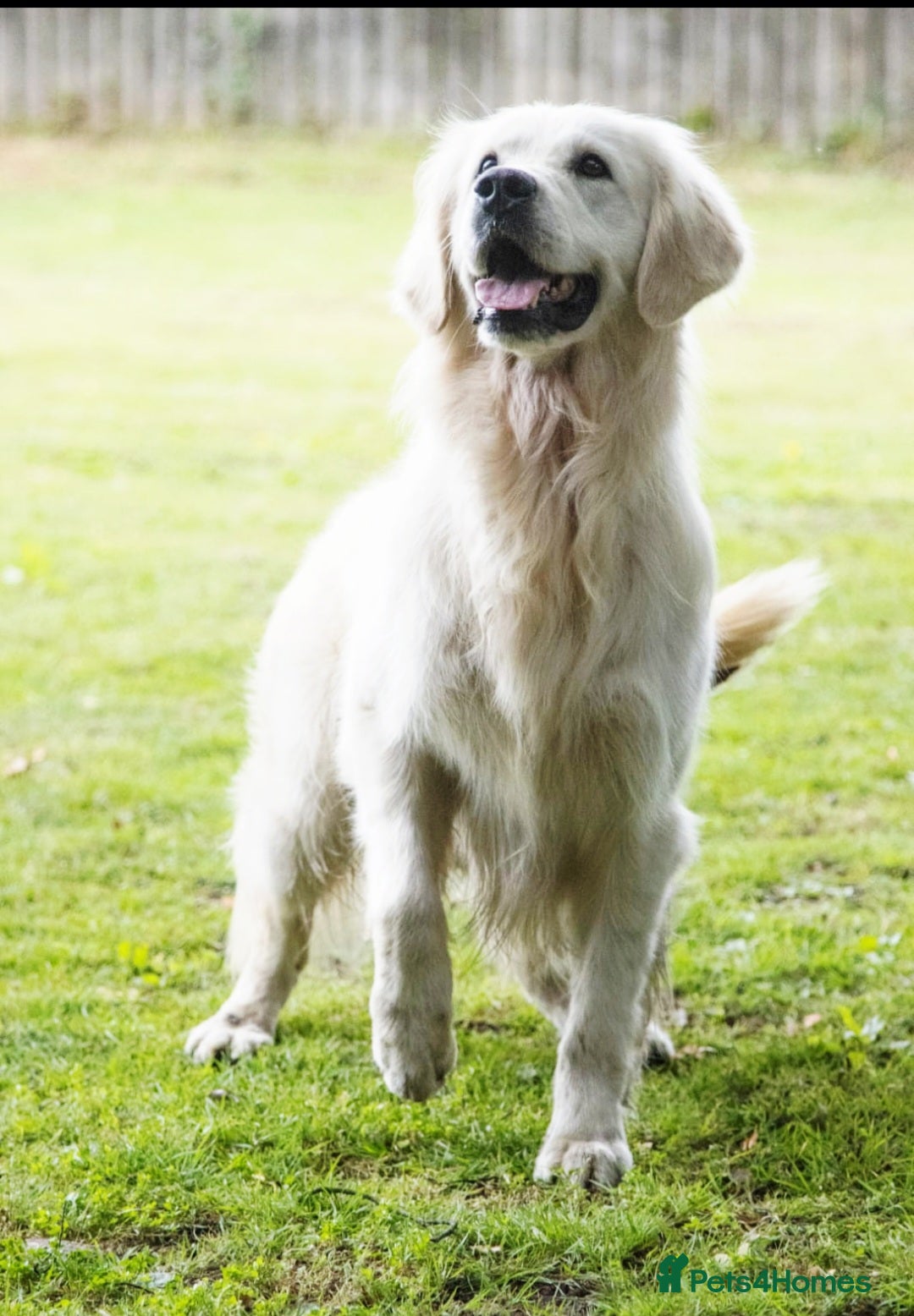 Golden Retriever dogs for sale: Newmiller Retrievers Litter Announcement - Image 4