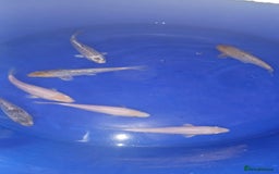 Koi Carp fish for sale: koi carp for sale - Image 5