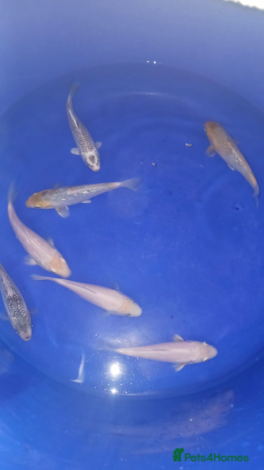 Koi Carp fish for sale: koi carp for sale - Image 5