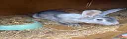 Mixed Breed rabbits for sale: Rex and English spots  - Advert 6