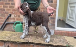 German Wirehaired Pointer dogs for sale: Stunning GWP puppies.  - Image 4