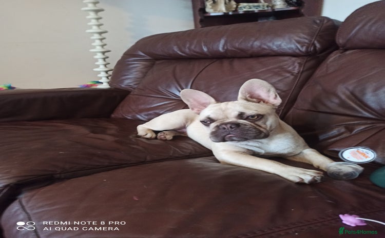 French Bulldog dogs - Advert 13