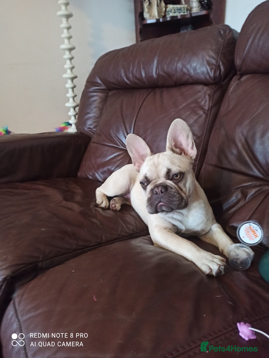 French Bulldog dogs for sale: Female french bulldog  - Image 1