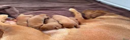 Labrador Retriever dogs for sale: KC Reg Fox Red Labrador Puppies  in March - Advert 5
