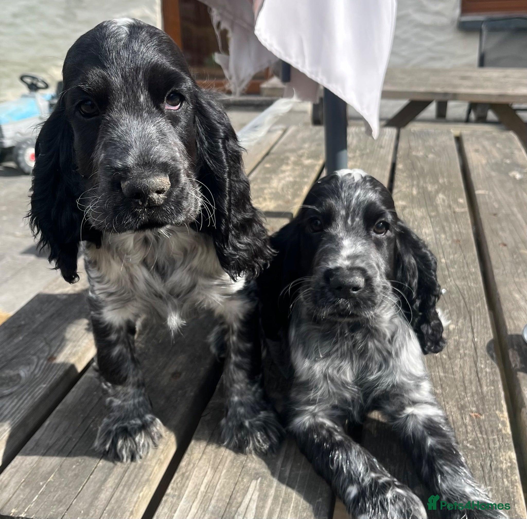 Cocker Spaniel dogs Show type cocker spaniel puppies  - Advert 1