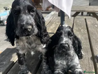 Cocker Spaniel dogs Show type cocker spaniel puppies - Advert 1