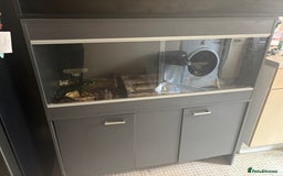 Python Snake reptiles for sale: Royal Python & enclosure - Image 2