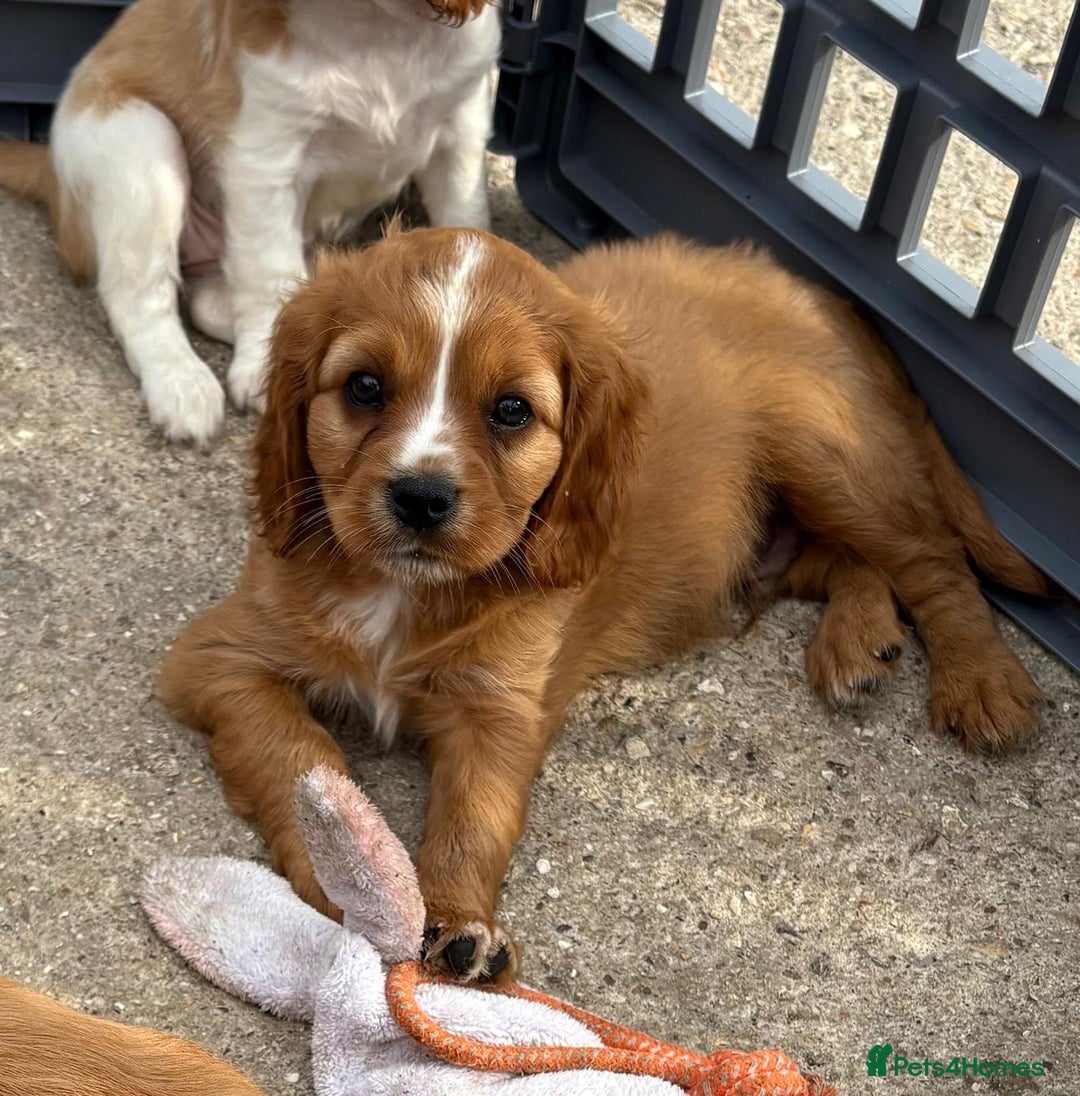 Cockalier dogs for sale: Gorgeous Cockalier Puppies… - Image 2