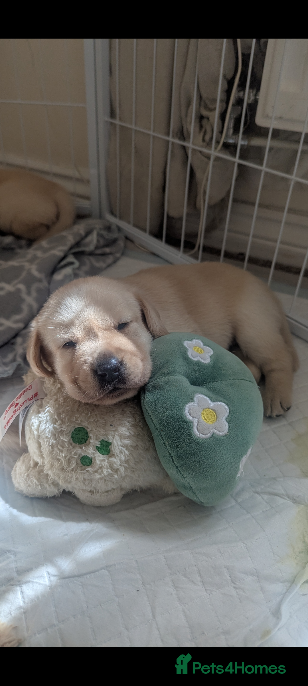 Labrador Retriever dogs for sale: Labrador puppies - Image 10