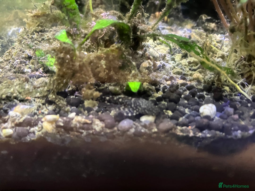 Catfish fish for sale: Bristlenose catfish (Ancistrus sp.) - Advert 8