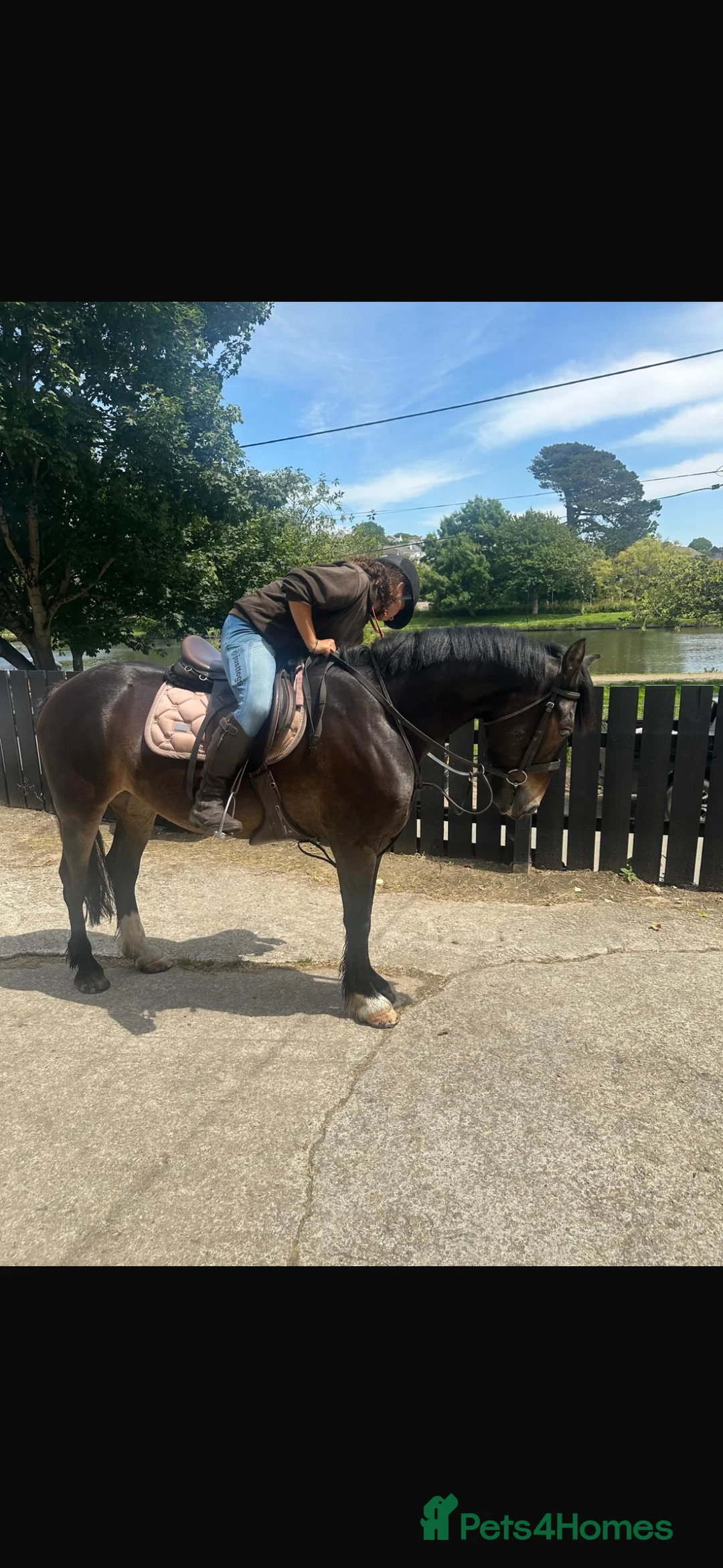 Other Breed horses for sale: 15.3h Bay gelding allrounder   - Advert 7