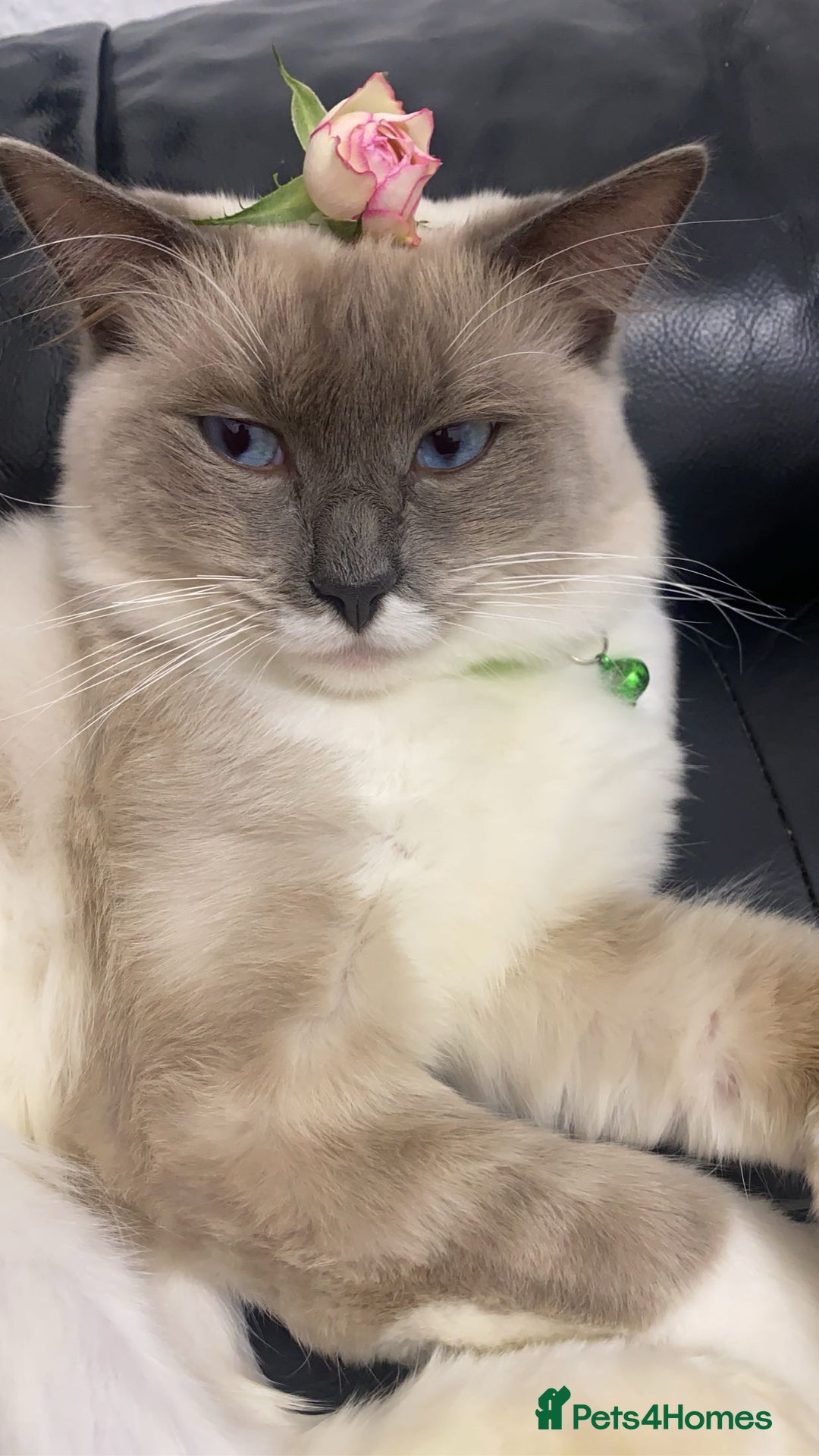 Ragdoll cats for sale: 1 year old Ragdoll boy  - Image 8