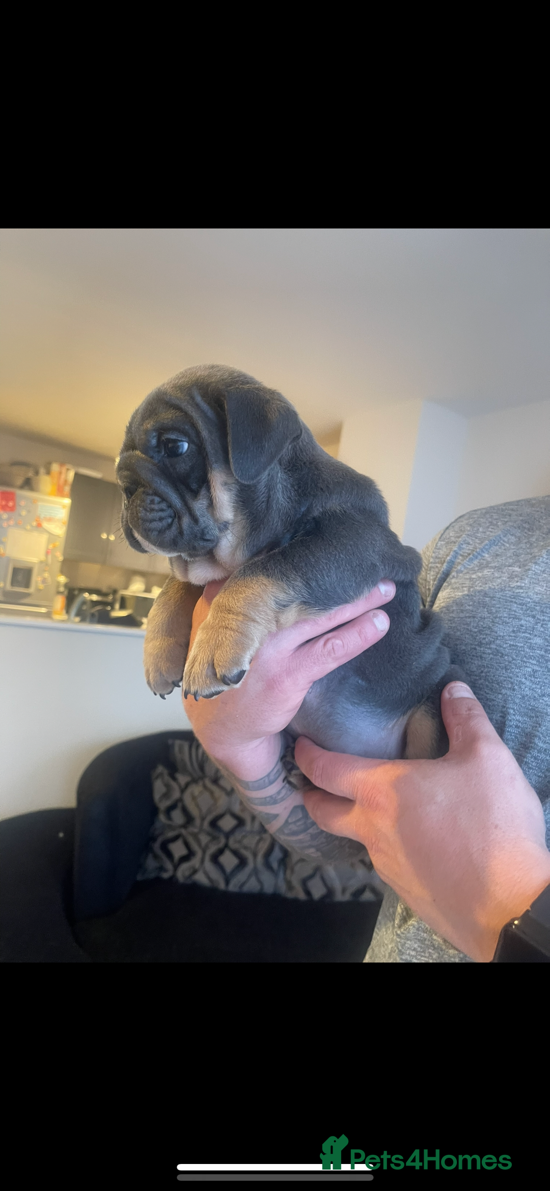 English Bulldog dogs for sale: 10 Top quality English bulldog puppies for sale  - Image 29