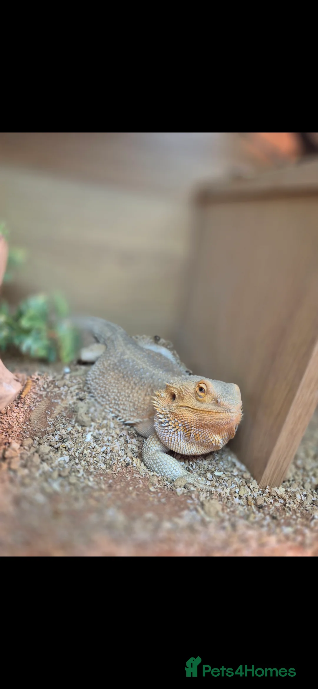 Bearded Dragon reptiles for sale: Bearded dragon  - Advert 4