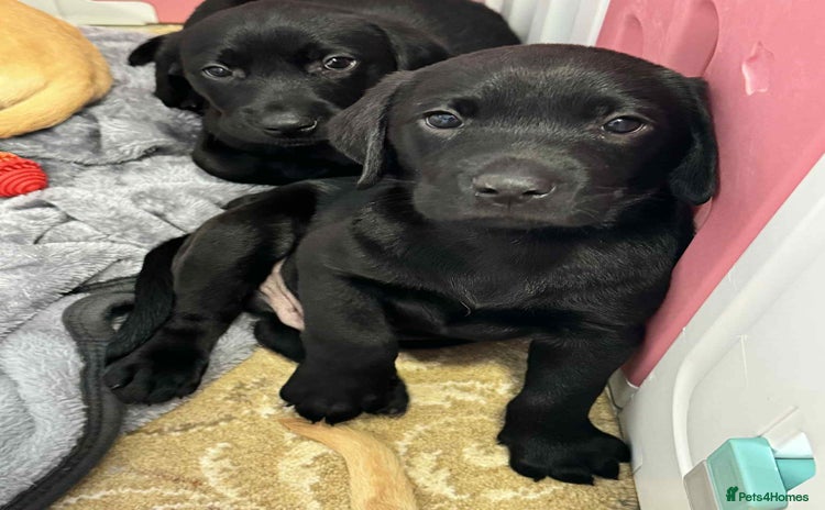 Labrador Retriever dogs - Advert 4
