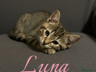 Mixed Breed rabbits KITTENS READY NOW - Advert 7