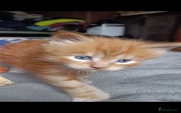 Maine Coon cats for sale: Maine Coon kitten Fire Red Marble Tabby and White - Image 6