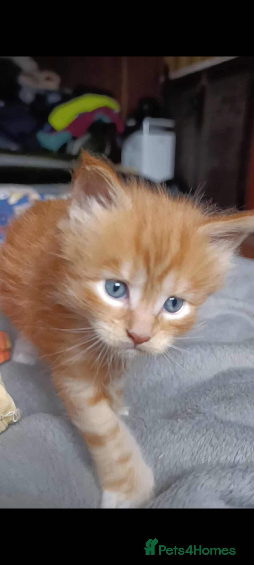 Maine Coon cats for sale: Maine Coon kitten Fire Red Marble Tabby and White - Image 6