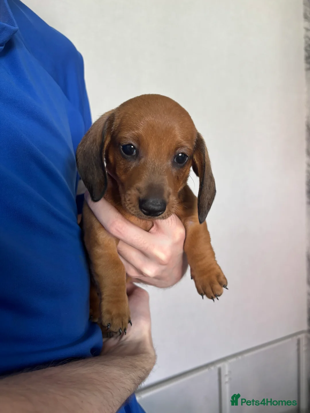 Miniature Dachshund dogs for sale: Miniature dachshund puppies for sale  - Advert 7