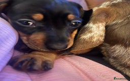Miniature Dachshund dogs for sale: One beautiful Beautiful girl left  💜🐶  - Image 5