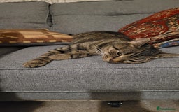 British Shorthair cats for sale: 2 year old sociable cat needs new home - Advert 3