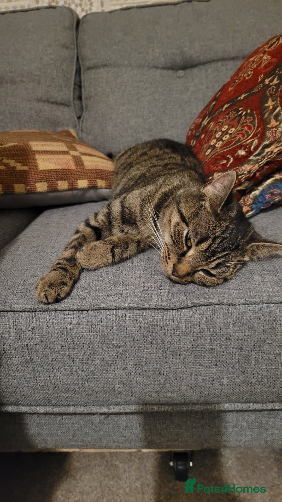 British Shorthair cats for sale: 2 year old sociable cat needs new home - Advert 3