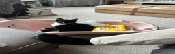 British Shorthair cats for sale: Cat looking for new home in Farnham - Advert 4
