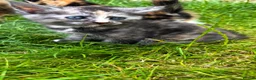 Mixed Breed cats for sale: KittensLooking for Loving Families Half maine coon - Advert 14