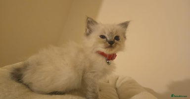Ragdoll cats - Advert 2