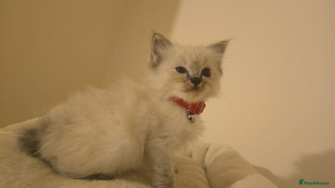 Ragdoll cats for sale: amazing Ragdoll kitten for sale - Image 3
