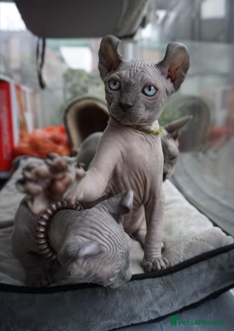 Sphynx cats Elf kittens for the best homes. READY NOW - Advert 2